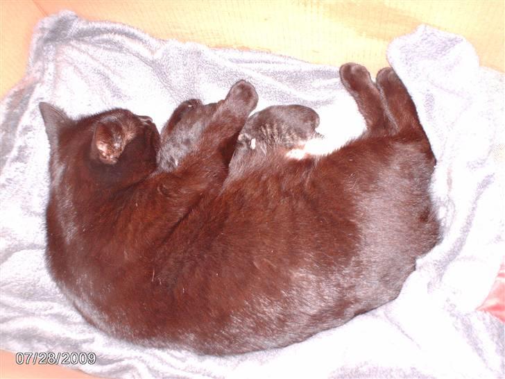 Huskat tot - tot fik 3 killing den. 27/7/09 billede 16