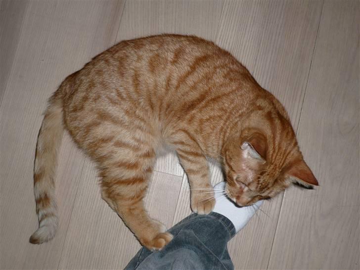 Huskat Kylling - Kylling Juleaften på mors fødder (: billede 1