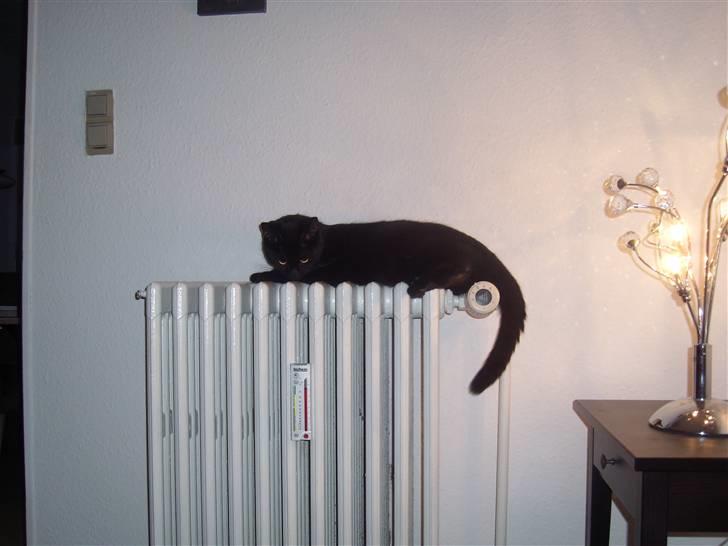 Huskat Mac billede 1