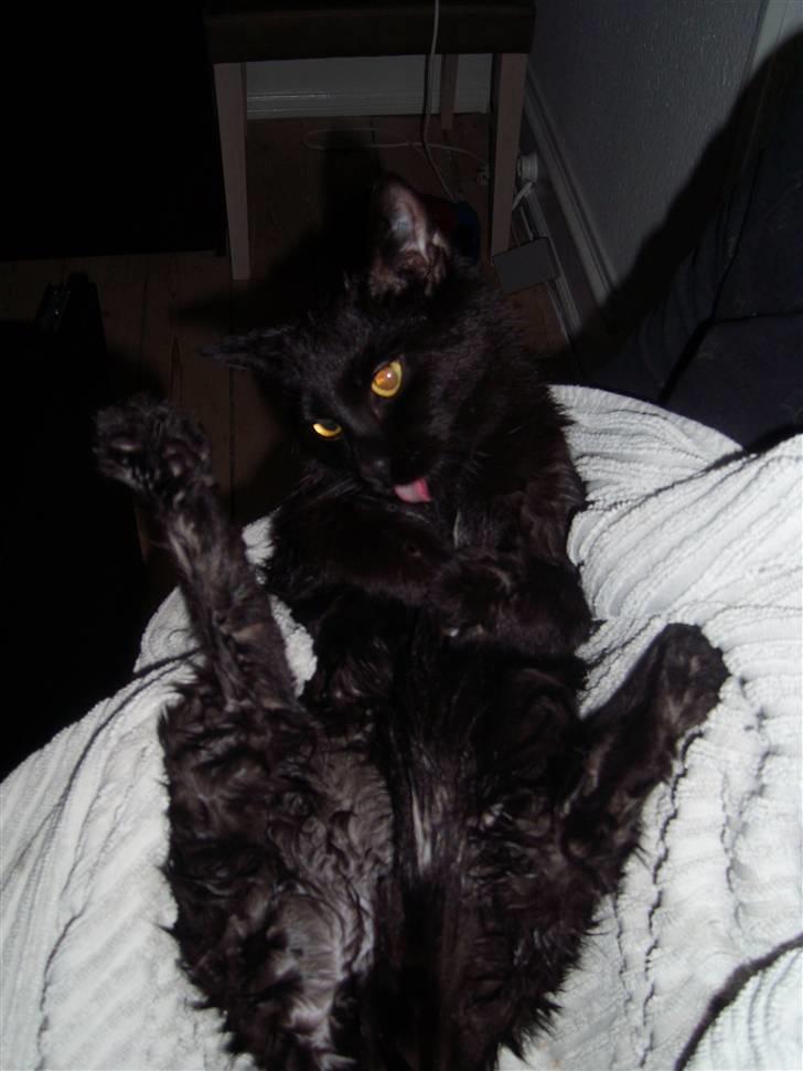 Huskat Mac - Efter mit første bad, måtte jeg selv lige gøre mig ren :) billede 2