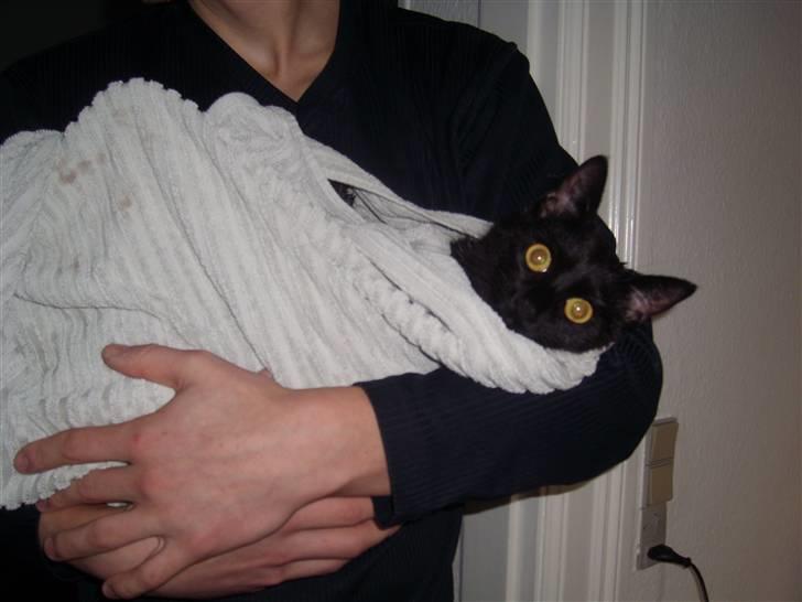 Huskat Mac - Det var bare hammer sjovt at være i bad (jeg elsker vand) og det var ligeså dejligt at putte i håndklædet bagefter :) billede 3