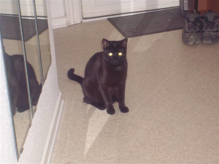 Huskat Mac billede 4