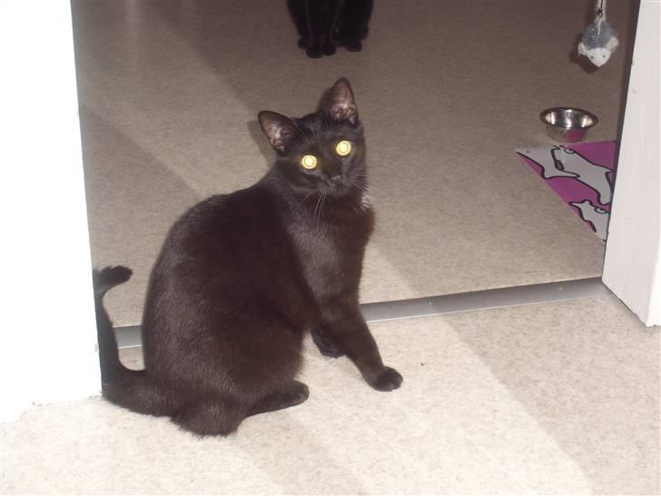 Huskat Mac billede 5