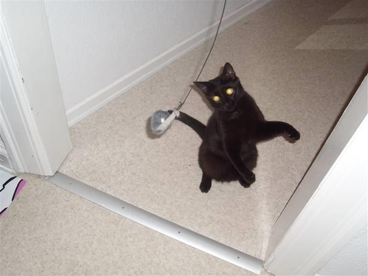 Huskat Mac billede 6