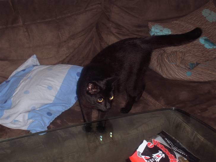 Huskat Mac - Ej, ddet kunne godt være jeg lige kunne snuppe sådan et bolche :) billede 7