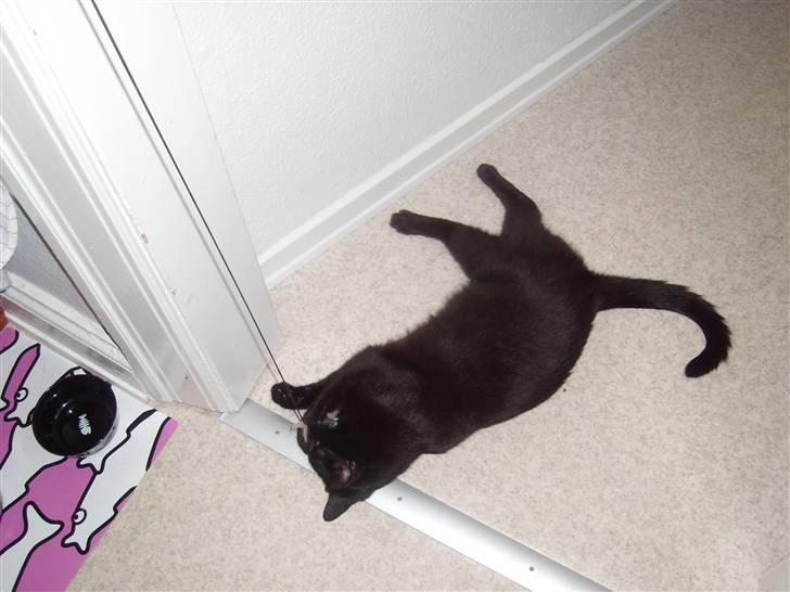 Huskat Mac billede 8