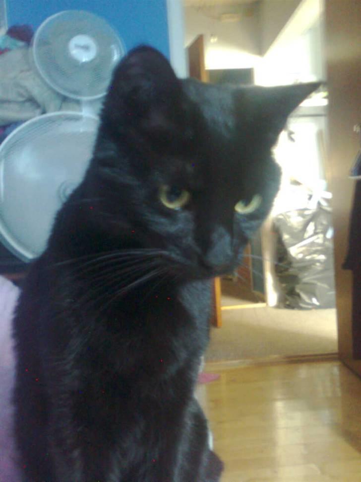 Huskat Balou billede 1