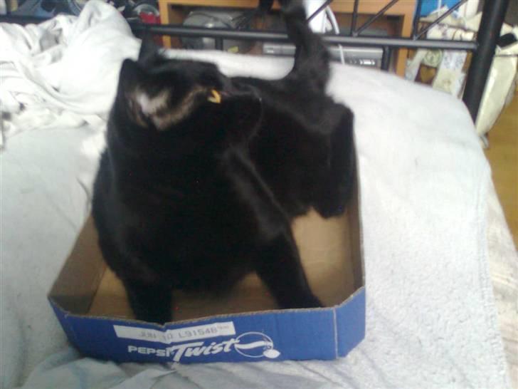 Huskat Balou billede 2