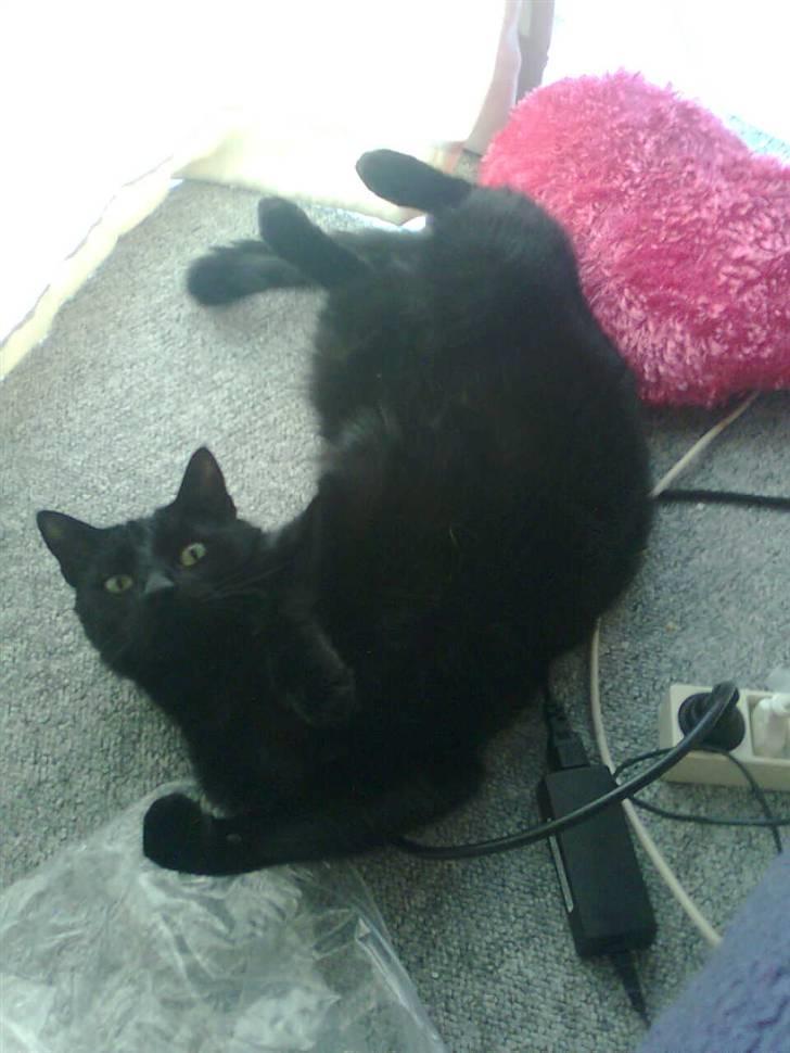 Huskat Balou billede 3