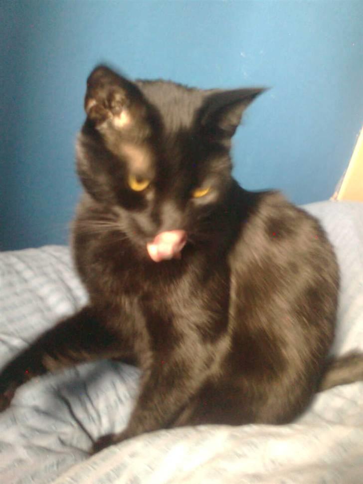 Huskat Balou billede 4