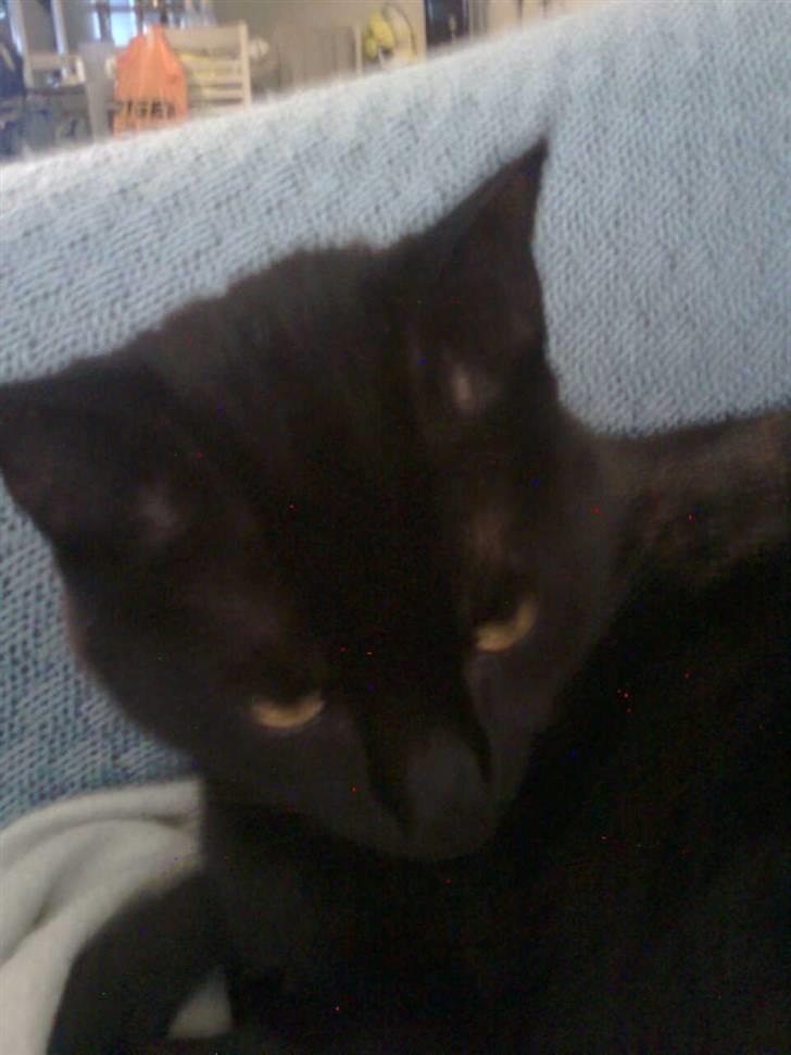 Huskat Balou billede 5