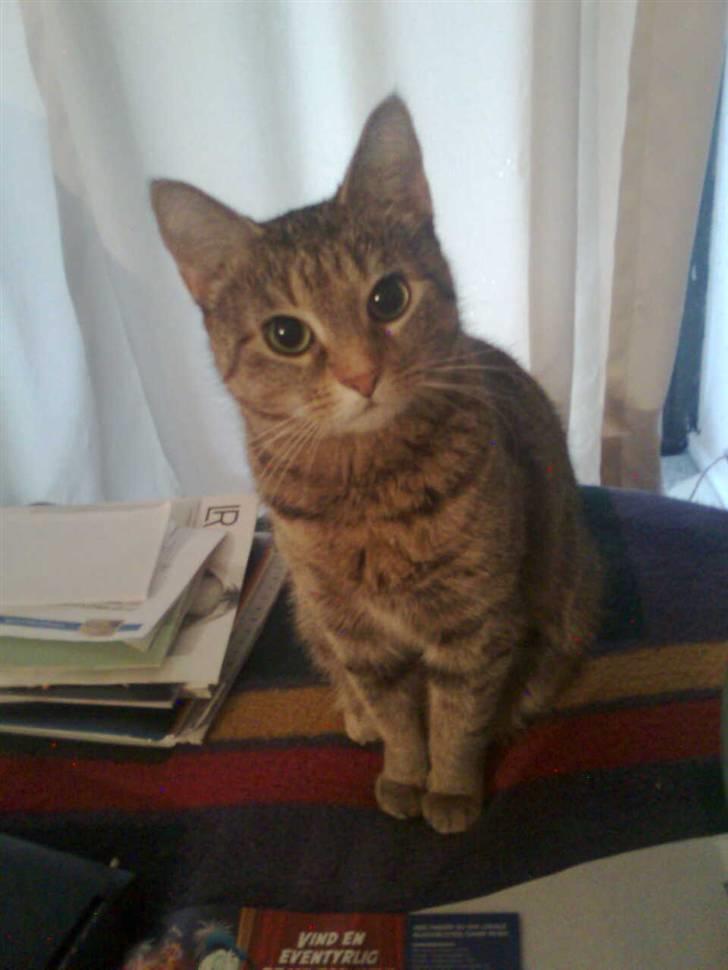 Huskat Tøsen billede 1