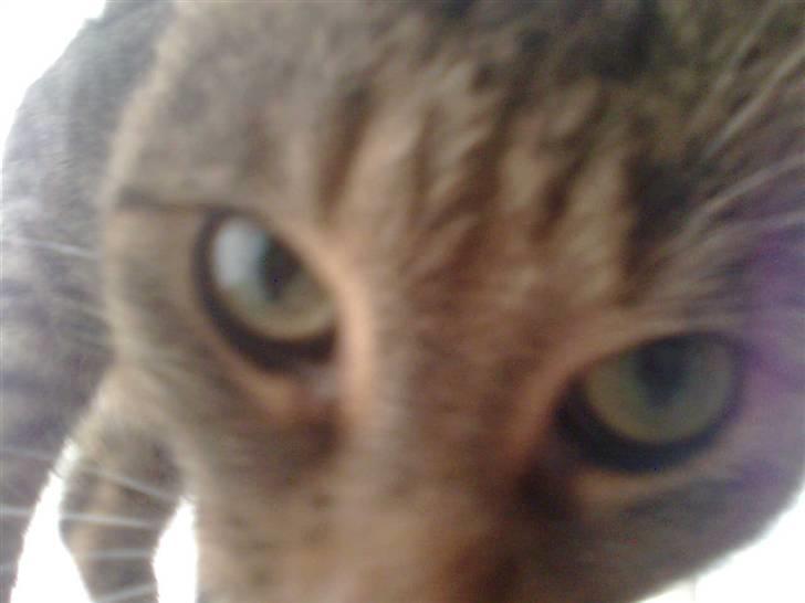 Huskat Tøsen billede 2