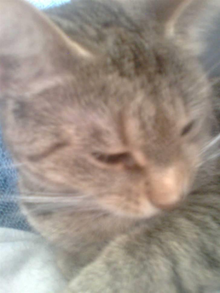 Huskat Tøsen billede 3