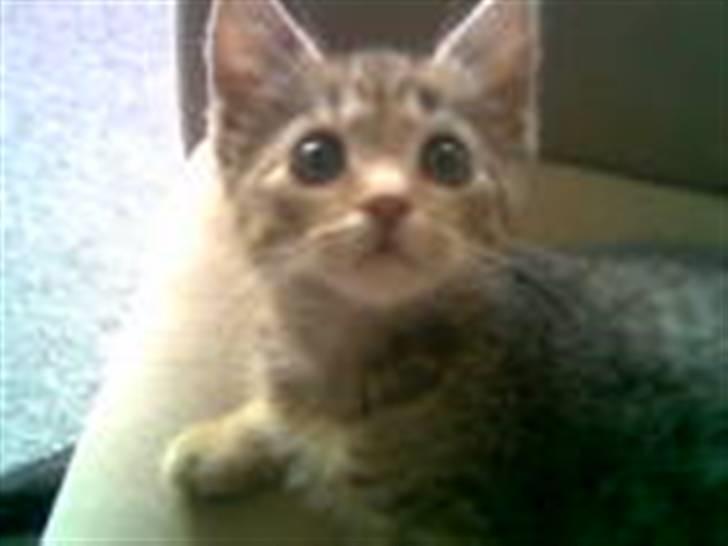 Huskat Tøsen billede 4