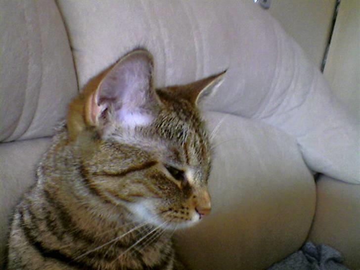 Huskat Tøsen billede 5