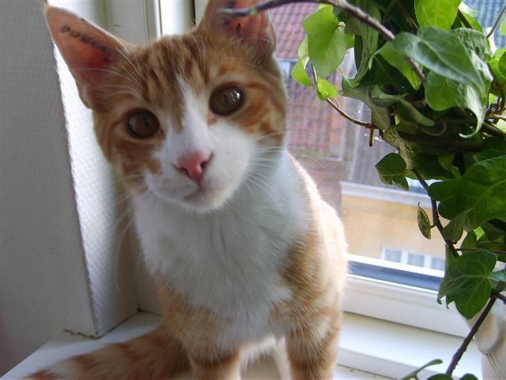 Huskat Balou ( Lille'fis )  billede 1