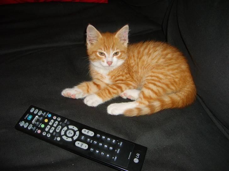 Huskat Balou ( Lille'fis )  billede 2