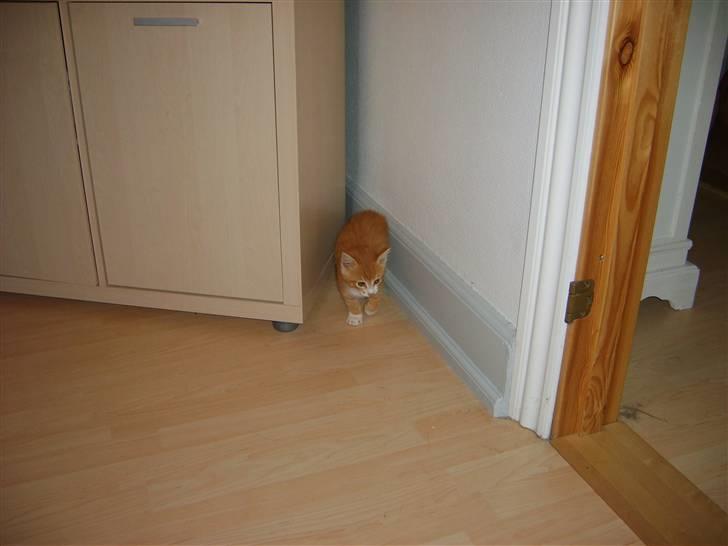 Huskat Balou ( Lille'fis )  billede 3