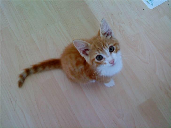 Huskat Balou ( Lille'fis )  billede 4