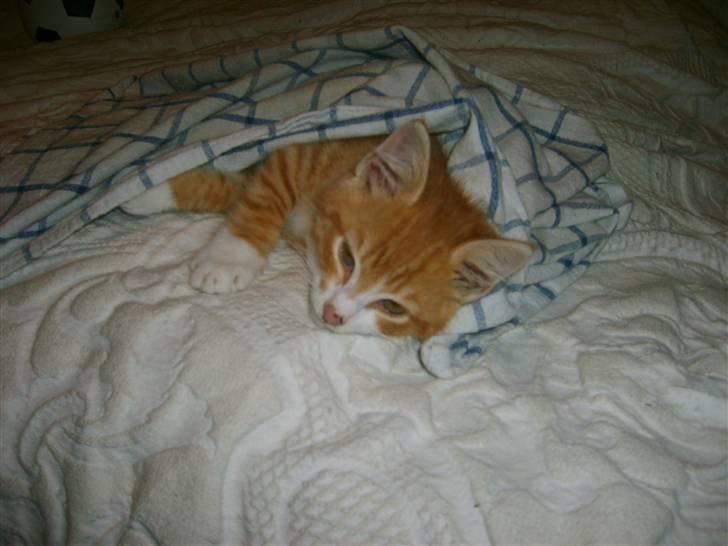 Huskat Balou ( Lille'fis )  billede 5