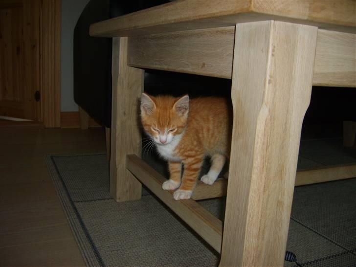 Huskat Balou ( Lille'fis )  billede 6