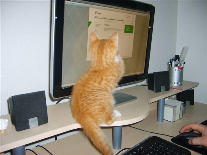 Huskat Balou ( Lille'fis )  billede 7