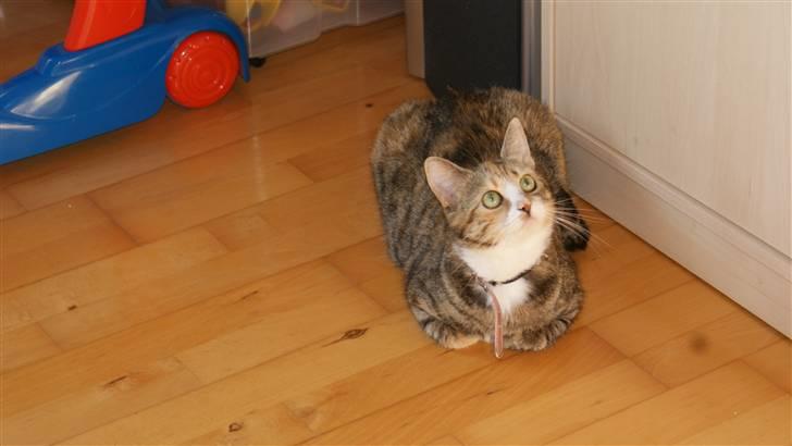 Huskat Honey <3 R.I.P billede 6