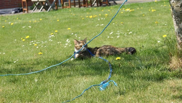 Huskat Honey <3 R.I.P - Honey nyder lie en tur i haven billede 7