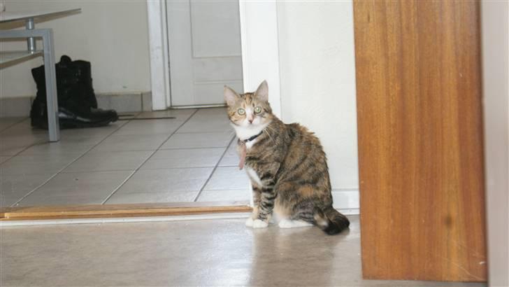 Huskat Honey <3 R.I.P billede 8