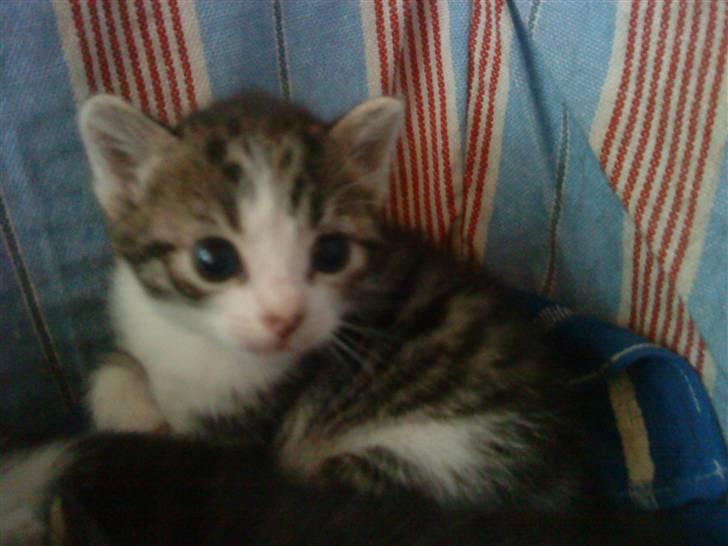 Huskat Lillemis savner dig ;,,( - dejlig mis billede 10