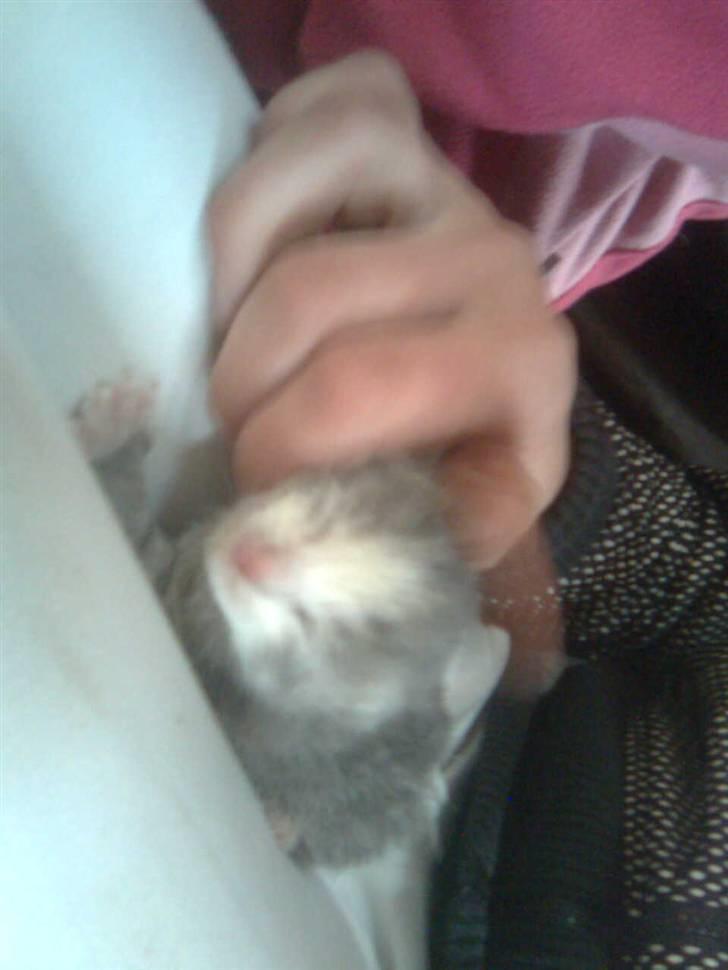 Blanding af racer bumle(EFTERLYSES) - bumle det er mig billede 1