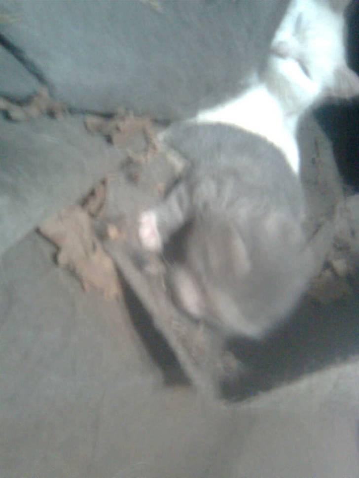 Blanding af racer bumle(EFTERLYSES) billede 3