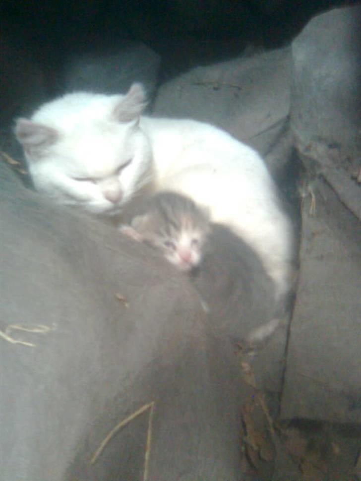 Blanding af racer bumle(EFTERLYSES) billede 4