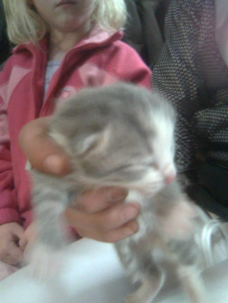 Blanding af racer bumle(EFTERLYSES) billede 5