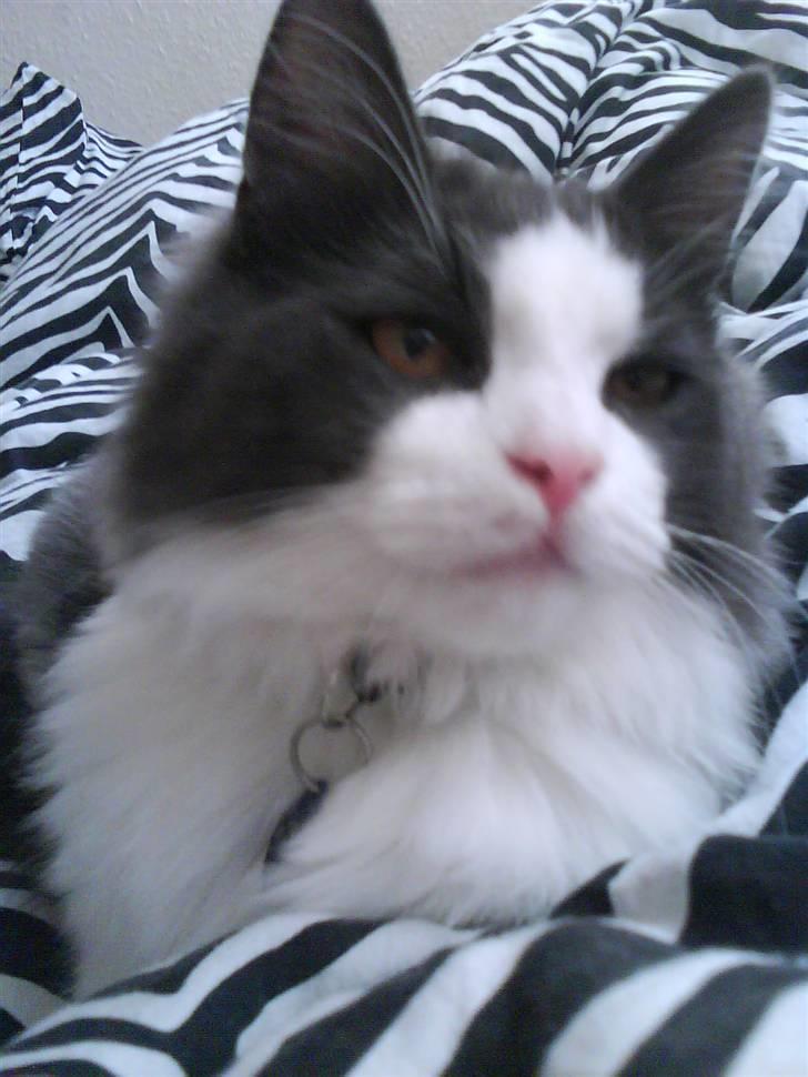 Norsk Skovkat chilli billede 1