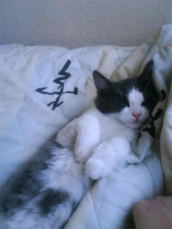 Norsk Skovkat chilli billede 2