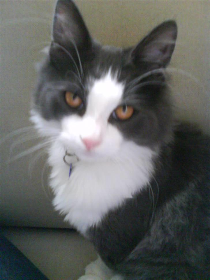 Norsk Skovkat chilli - chili :) billede 3