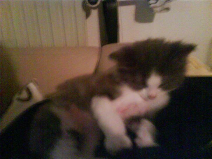 Norsk Skovkat chilli billede 4