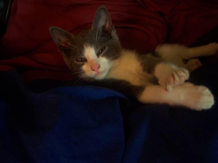 Huskat Gismo billede 1