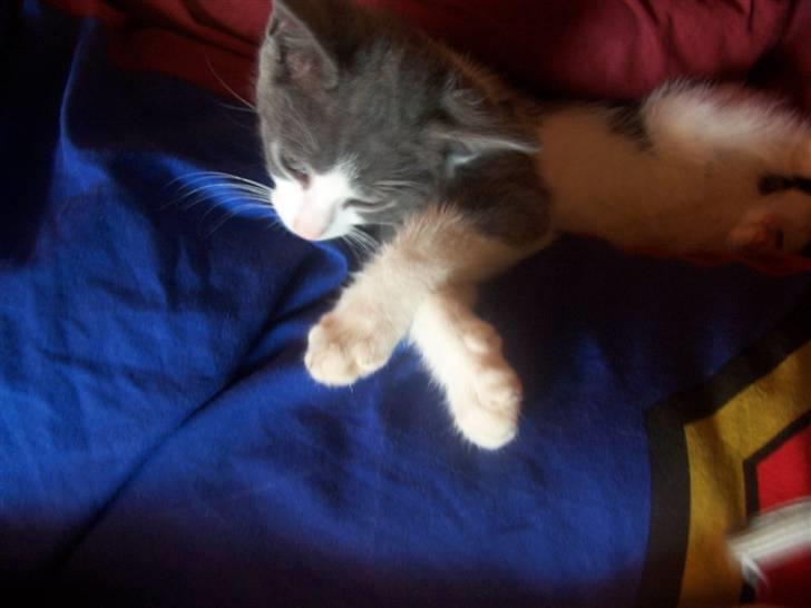 Huskat Gismo billede 2