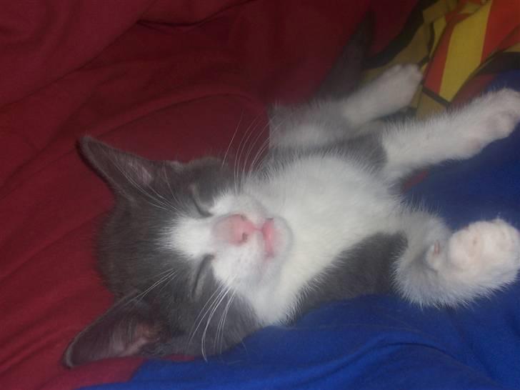 Huskat Gismo billede 3