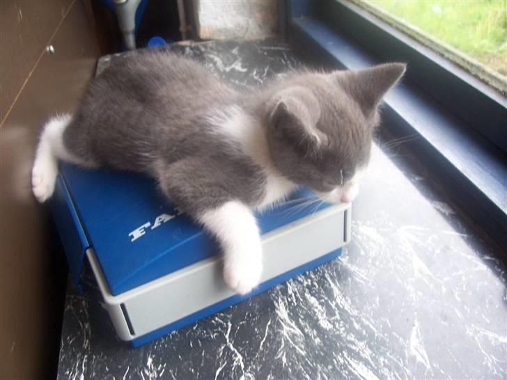 Huskat Gismo billede 4