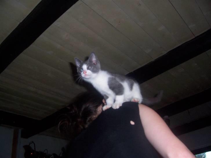 Huskat Gismo billede 5