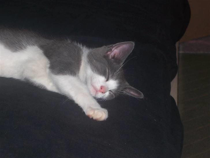 Huskat Gismo billede 6