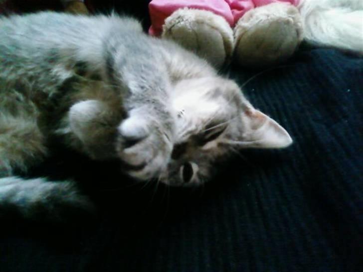 Huskat Felix <3 BORT LØBET billede 15