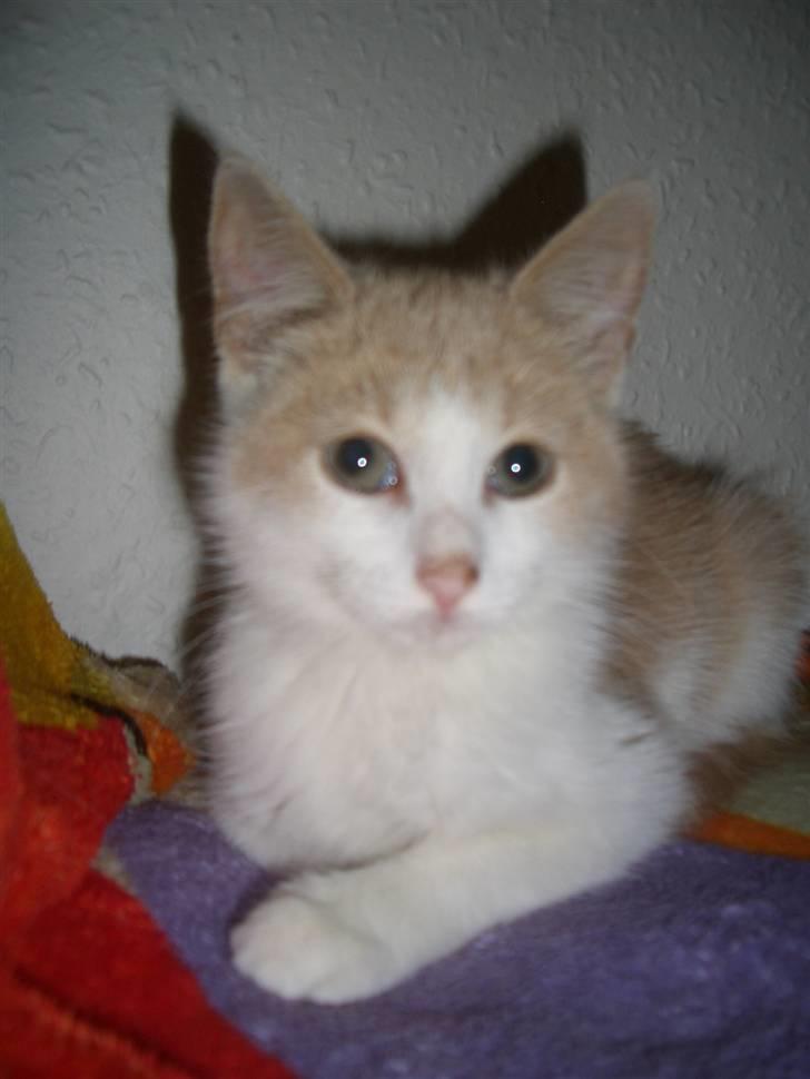 Blanding af racer Mathilde R.I.P. billede 1