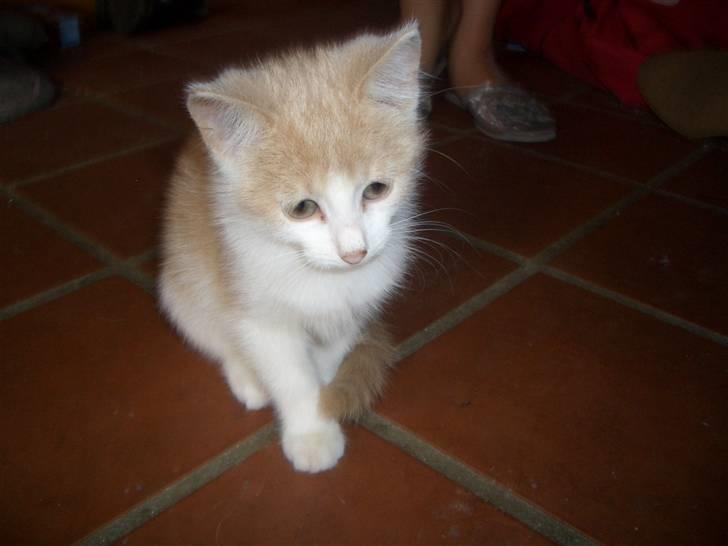 Blanding af racer Mathilde R.I.P. billede 2