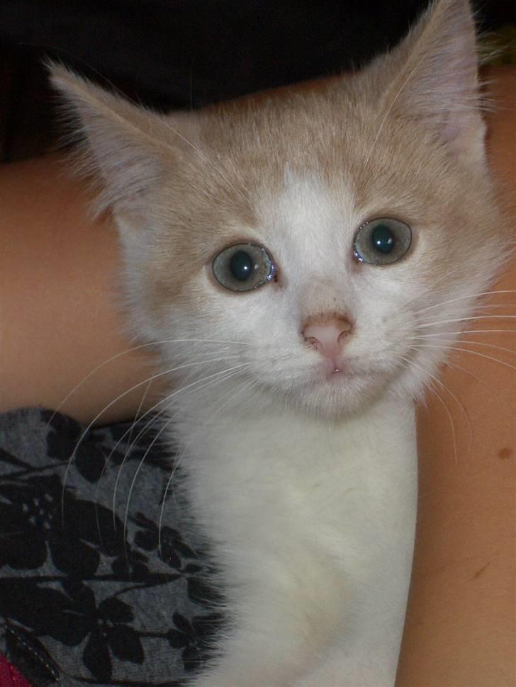 Blanding af racer Mathilde R.I.P. billede 3