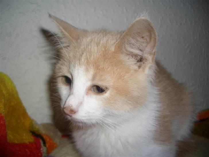 Blanding af racer Mathilde R.I.P. - mathilde 13 uger billede 4